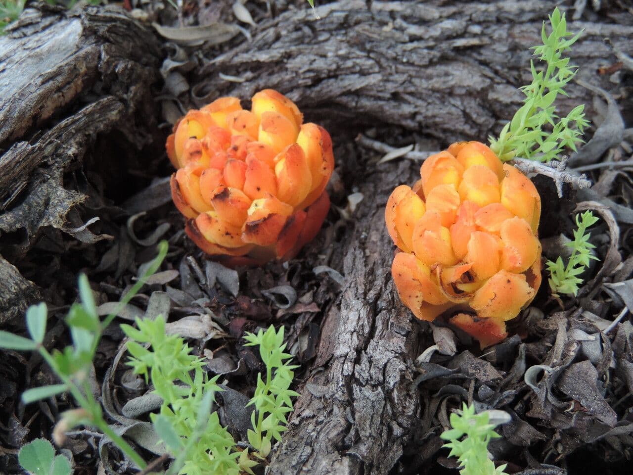 Cytinus hypocistis 15