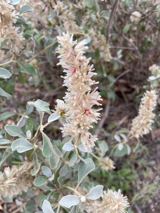 Sericocomopsis 4