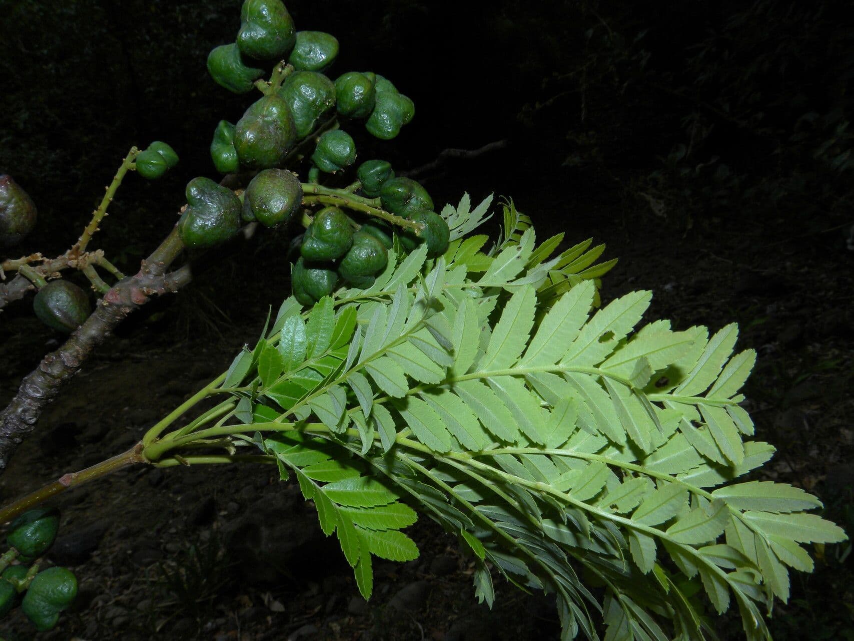 Dilodendron 6