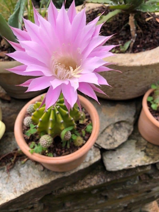 Echinopsis 5