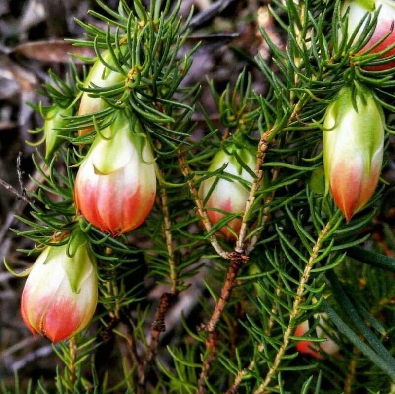 Darwinia