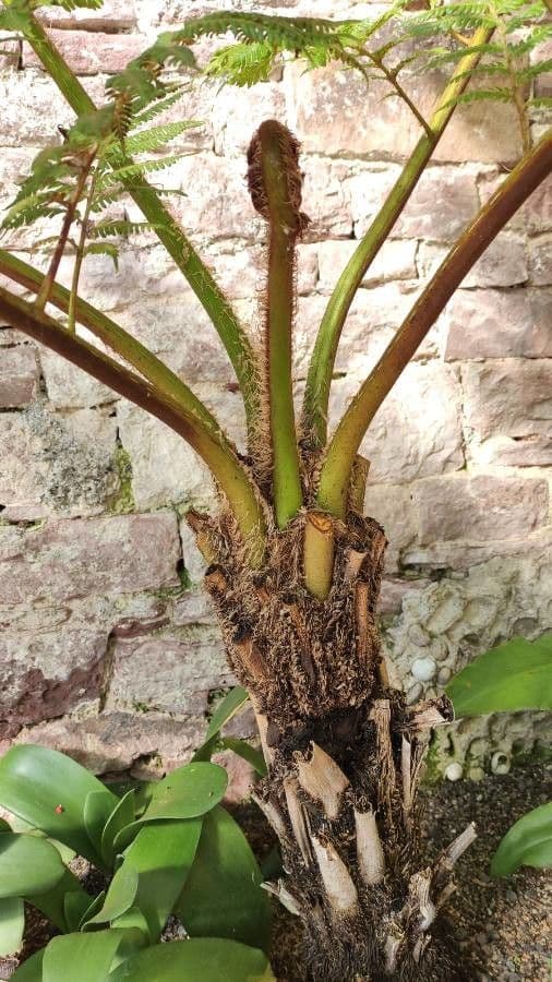 Cyathea 7