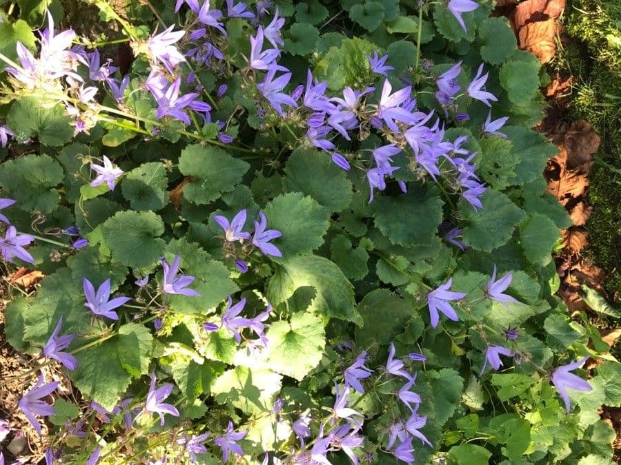 Kriechende Glockenblume 11