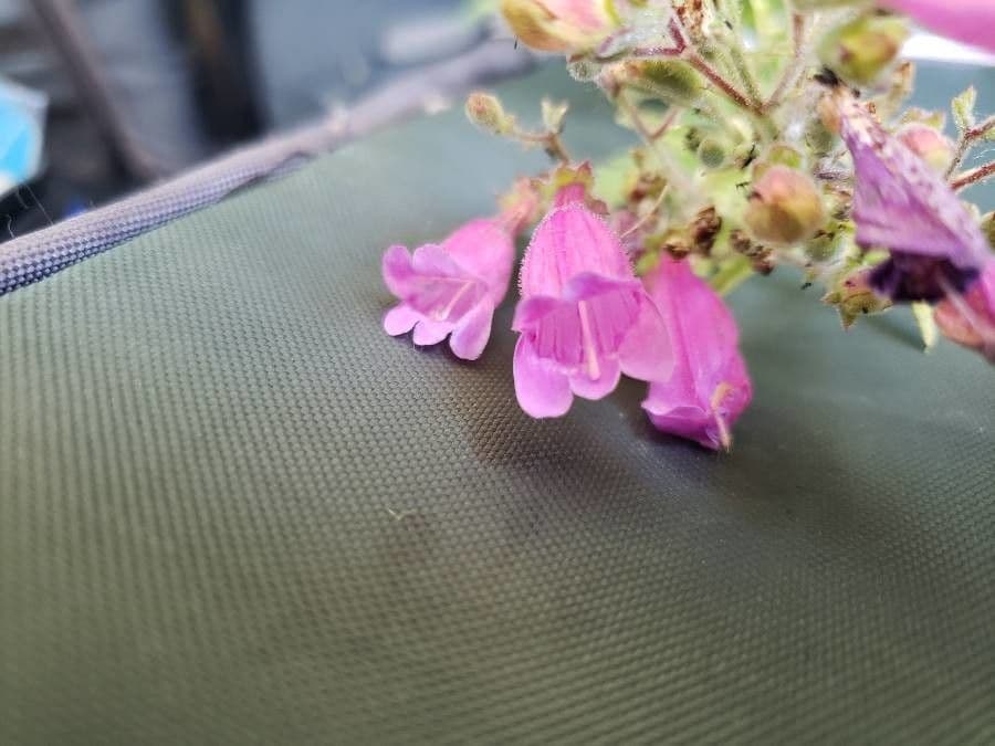 Richardsons Bartblume