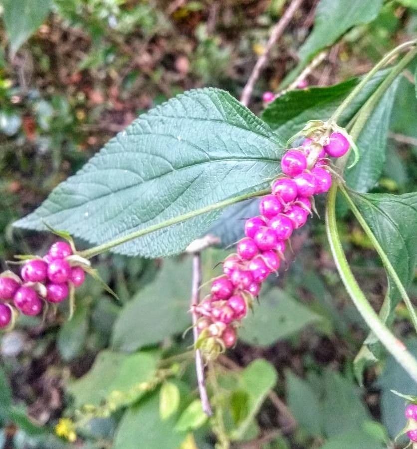 Callicarpa