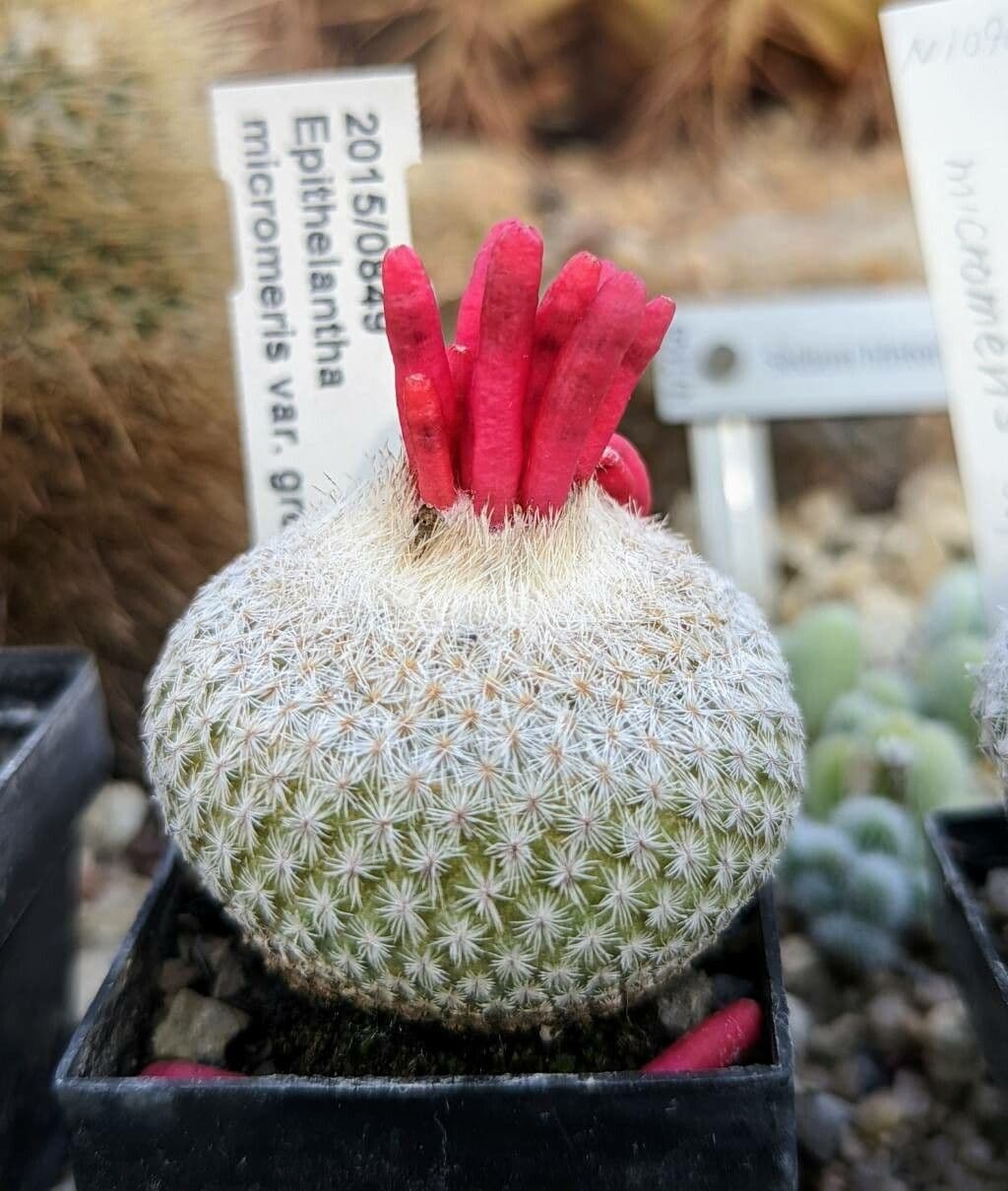 Epithelantha 7
