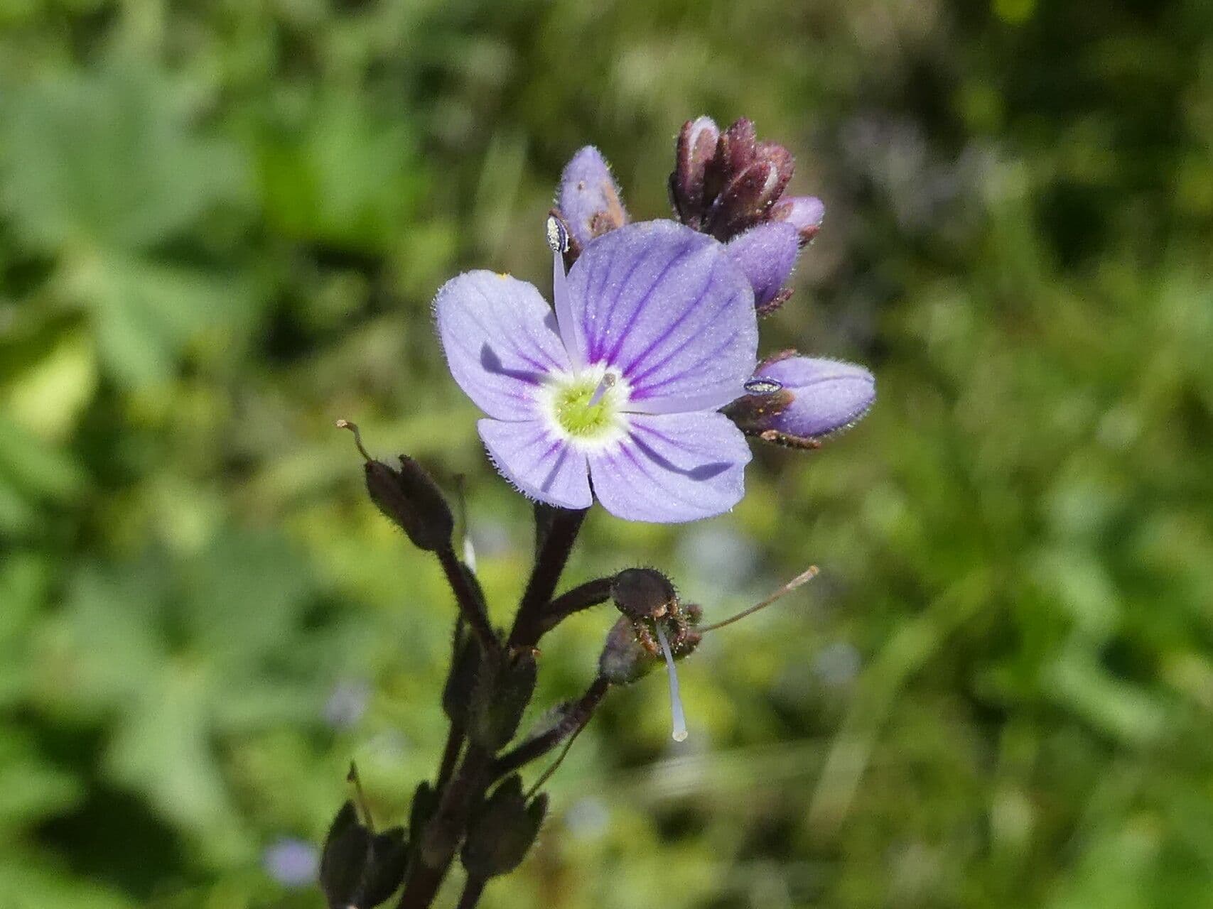Veronica ponae 8