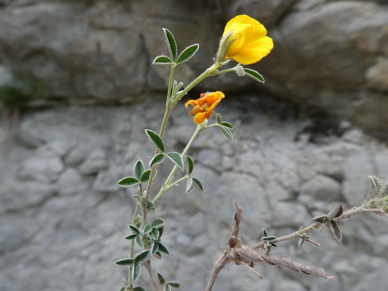 Citiso d'argento 23
