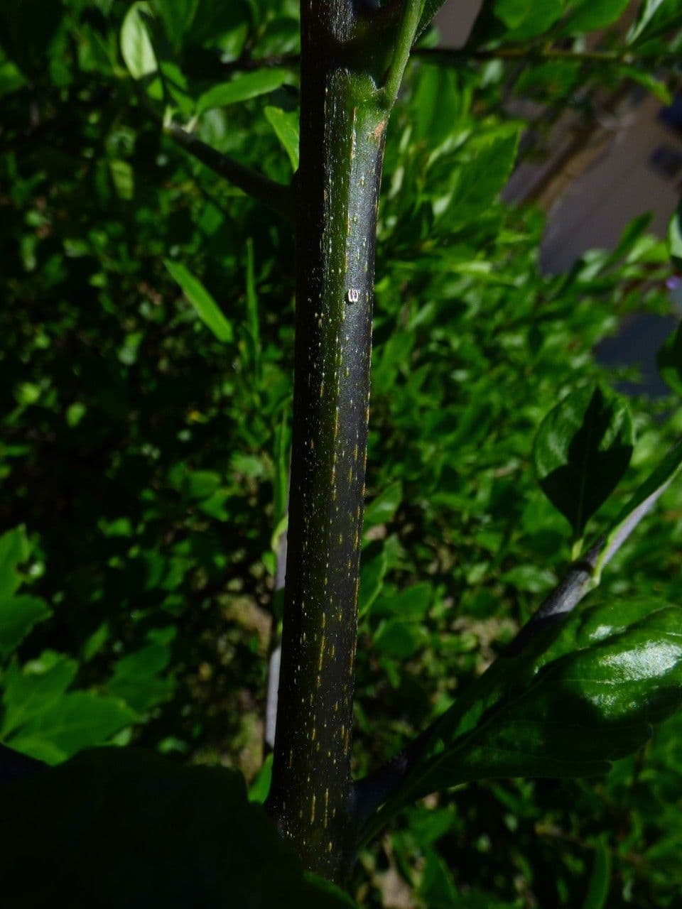Duranta erecta 21