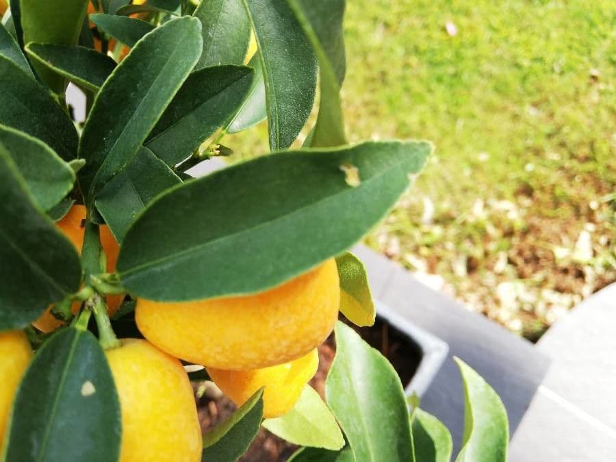 Kummerquats 20