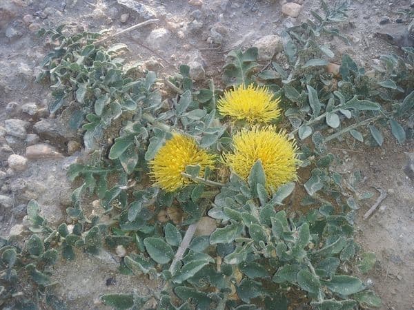 Zottiger Flockenblume 5
