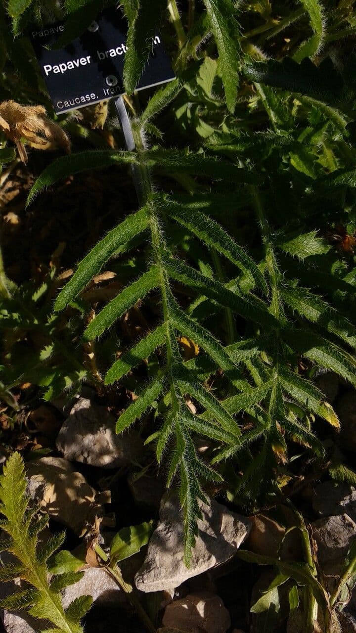 Scharlachmohn 8