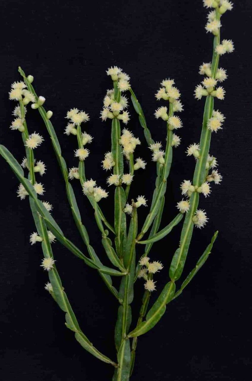 Baccharis 9