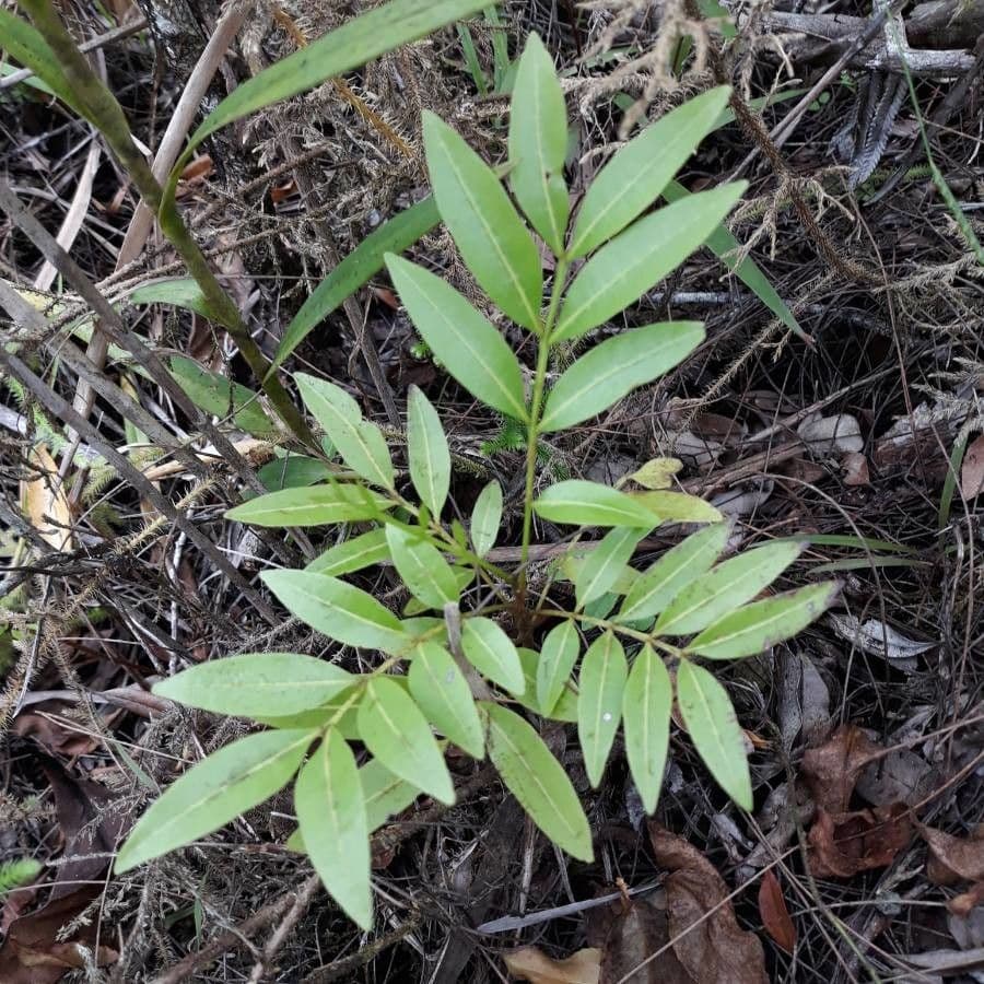 Doratoxylon apetalum 14