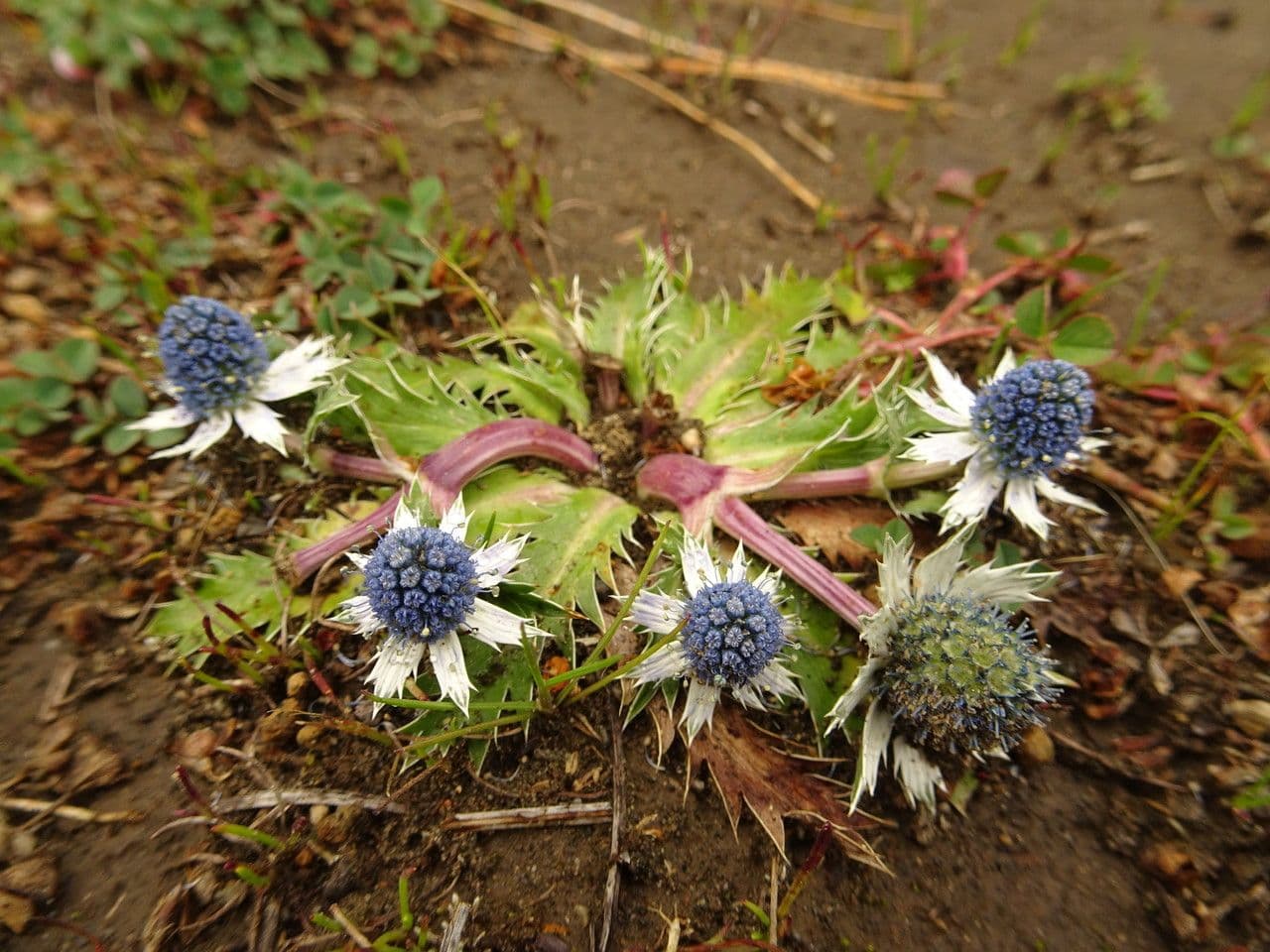 Eryngium carlinae