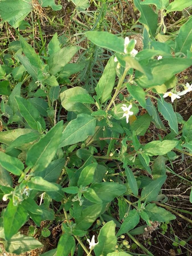 Solanum chenopodioides 18