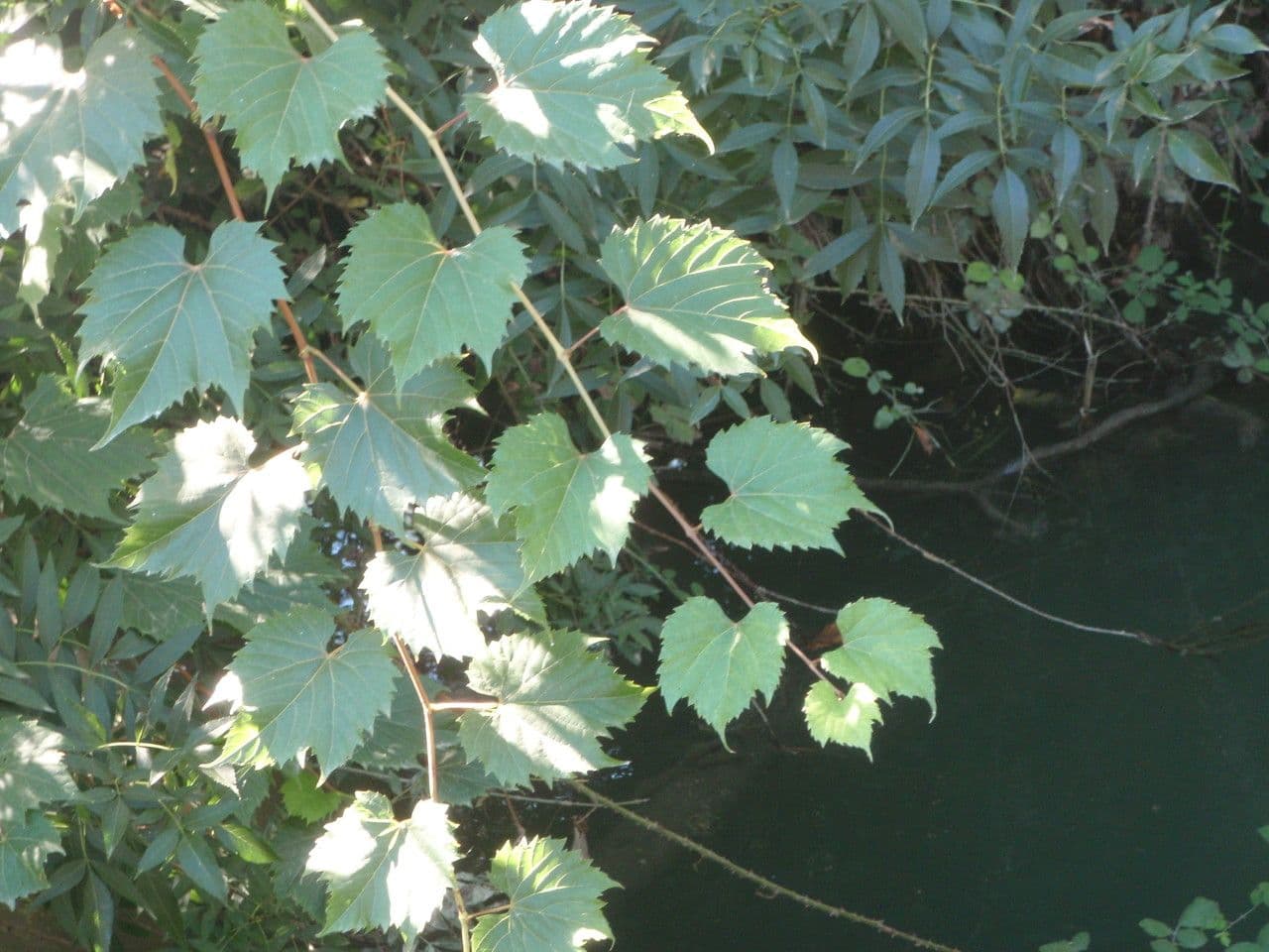 Vite rupestre 2