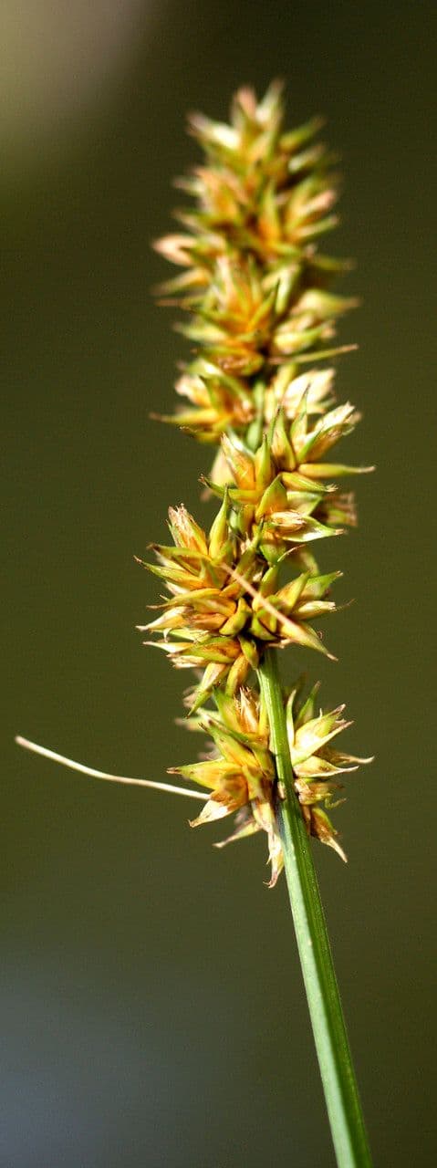 Fuchs-Segge 2