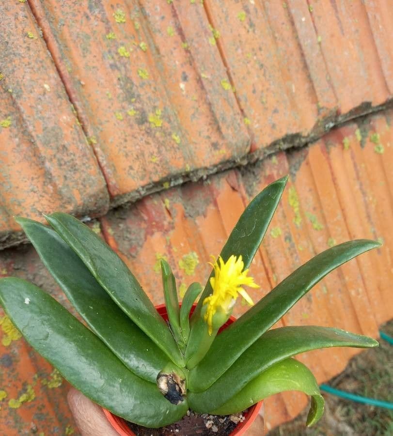 Glottiphyllum 5