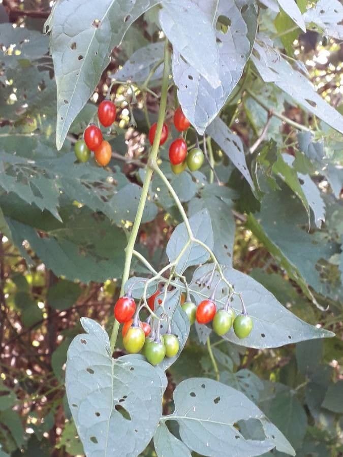 Dulcamara 5
