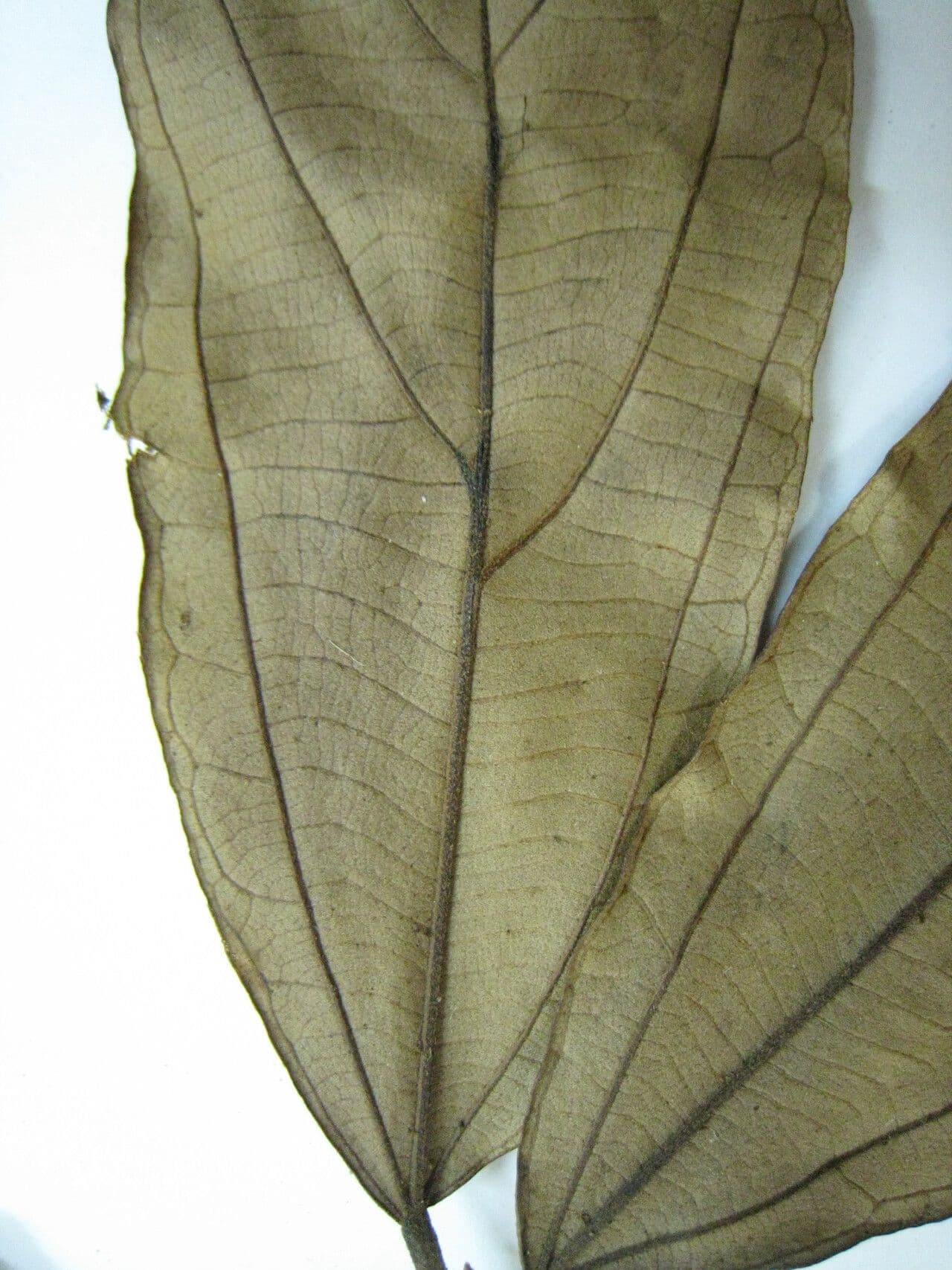 Apeiba glabra 7