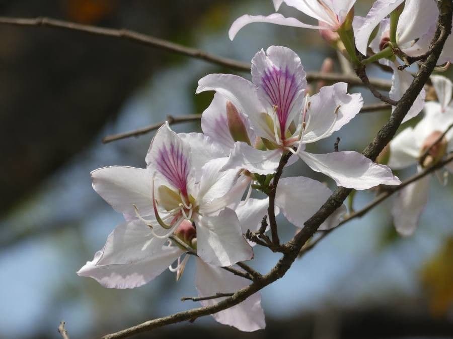 Bauhinia purpurea 9