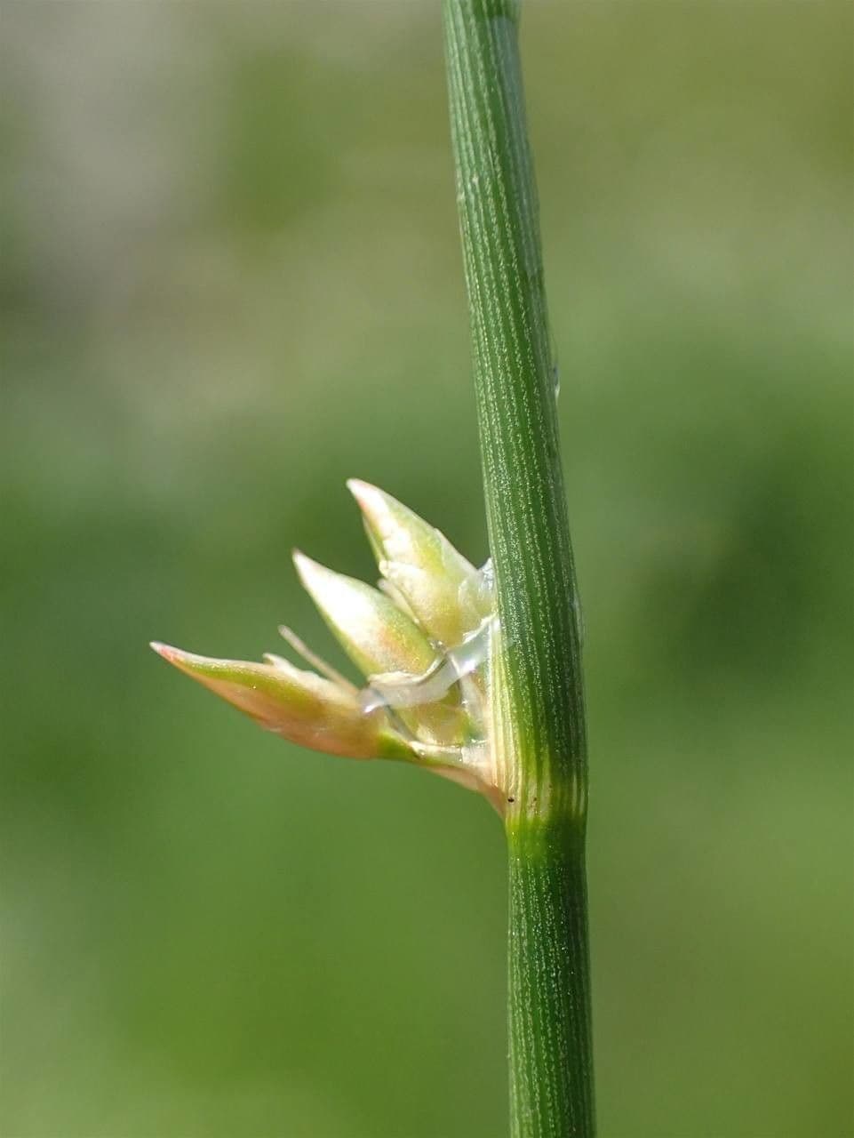 Giunco filiforme 25