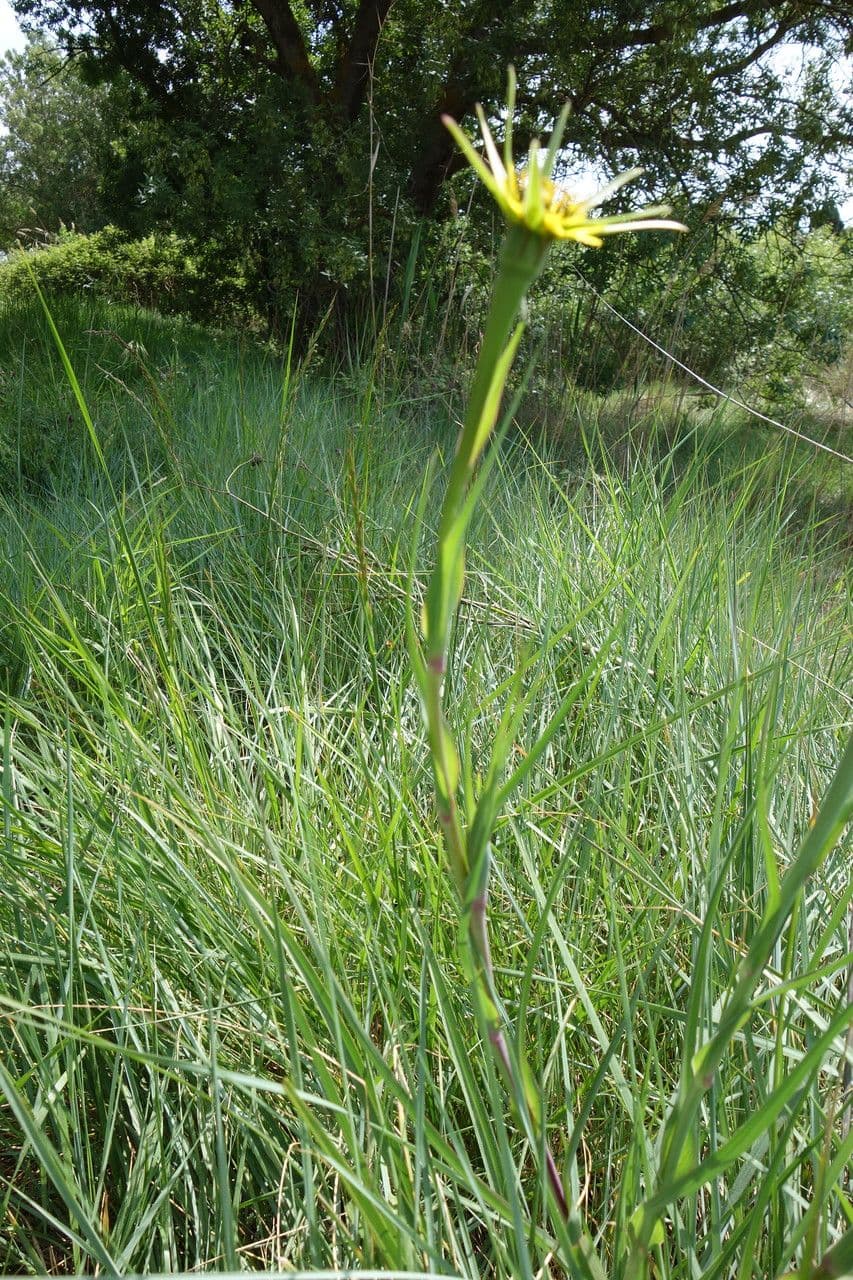 Großer Bocksbart 14