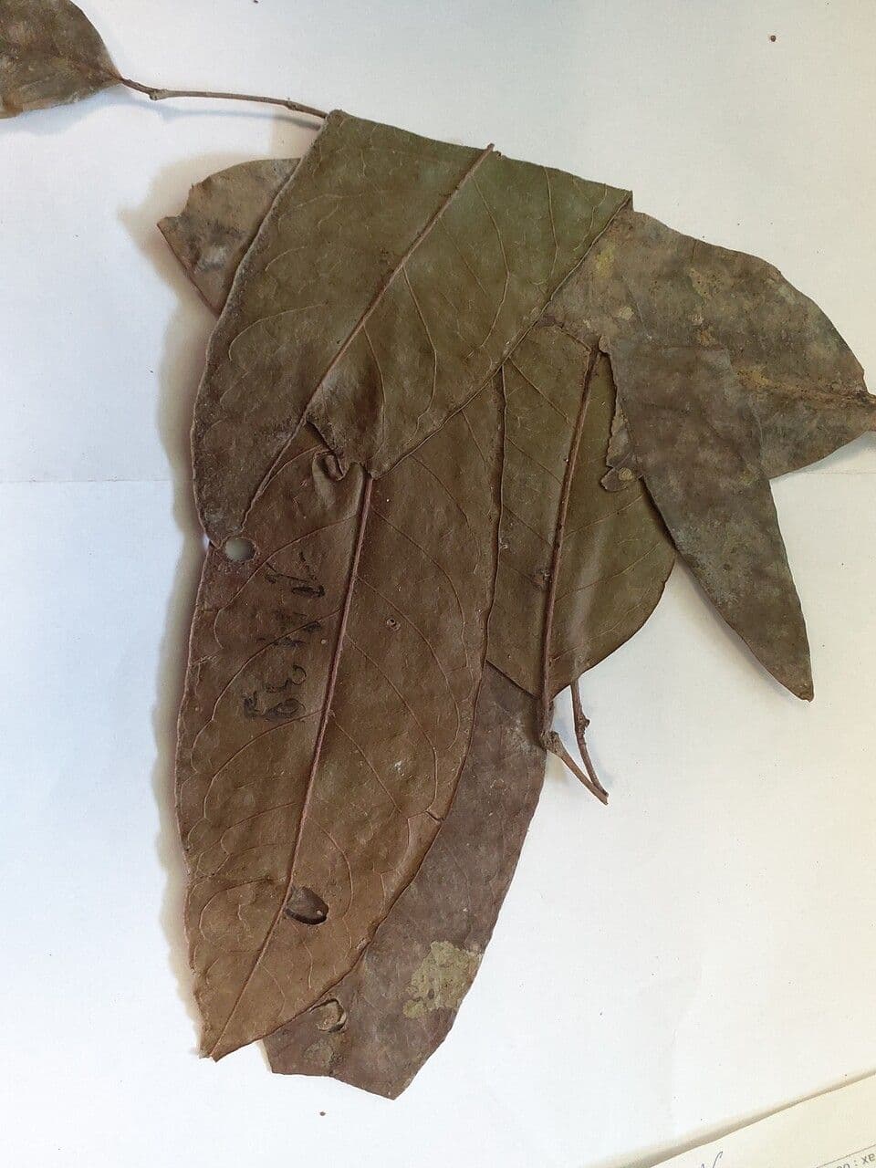 Chaetocarpus 3