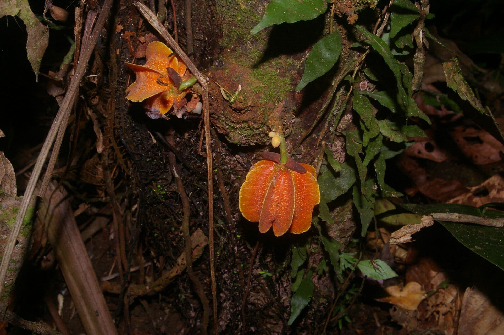 Carpotroche 6