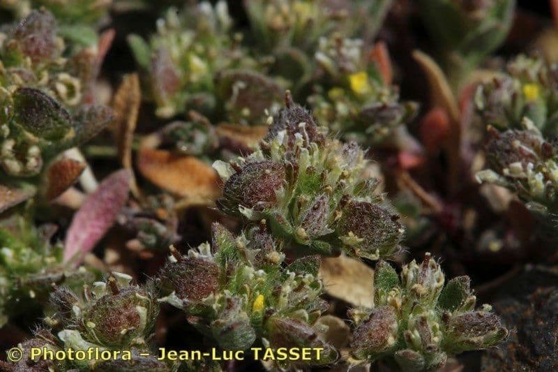 Alyssum minutum 5