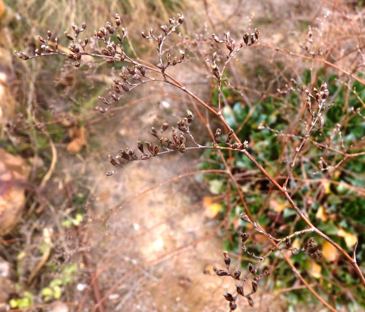 Limonio 6