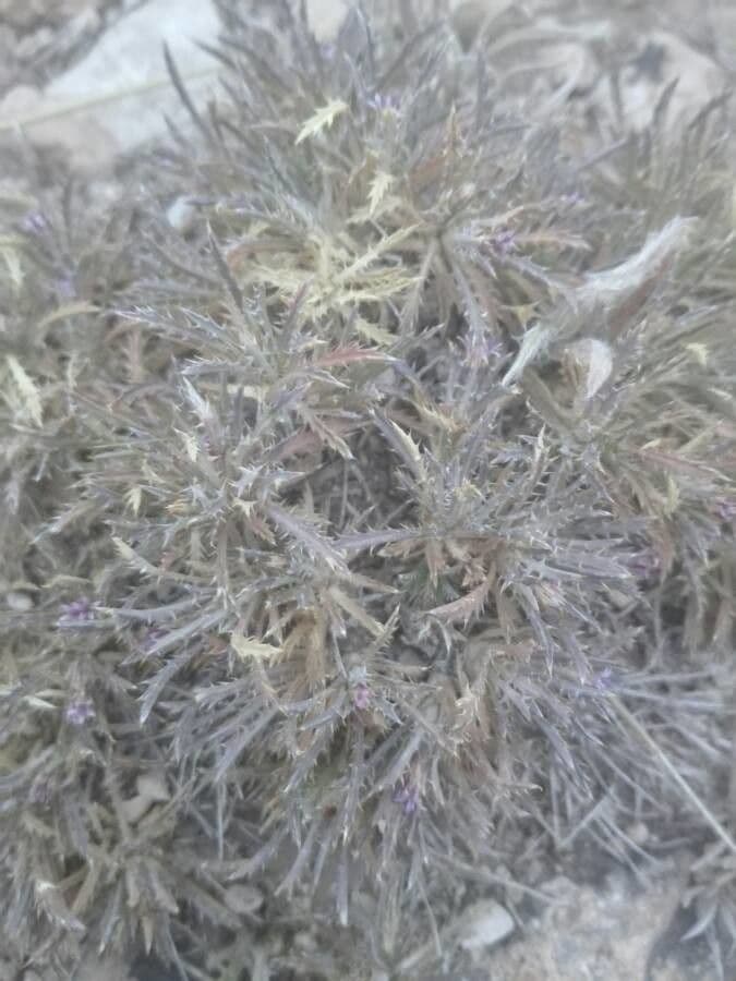 Atractylis