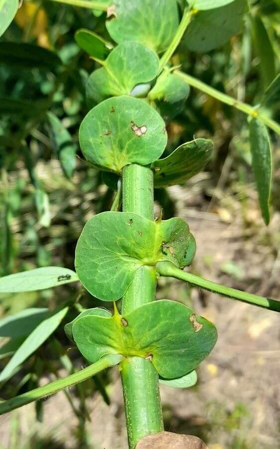 Senna 6