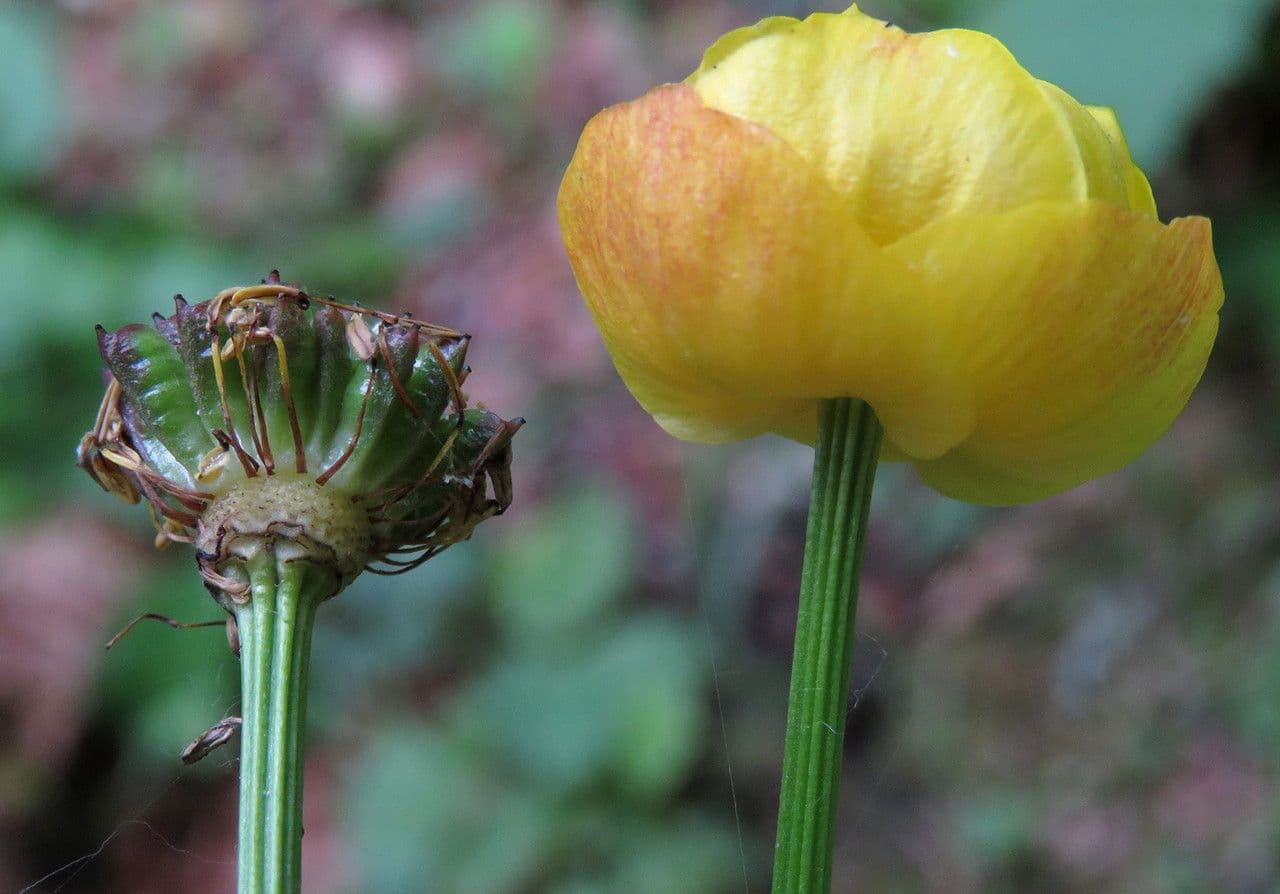 Botton d'oro 3