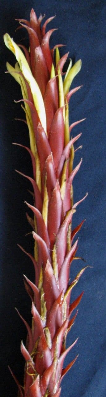 Überlappende Pitcairnia 2