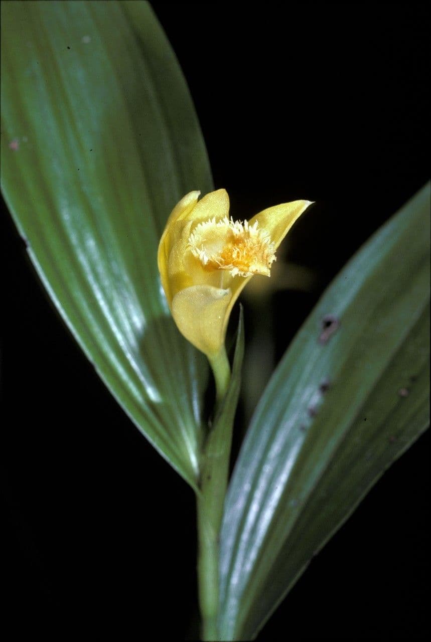 Sobralia 3