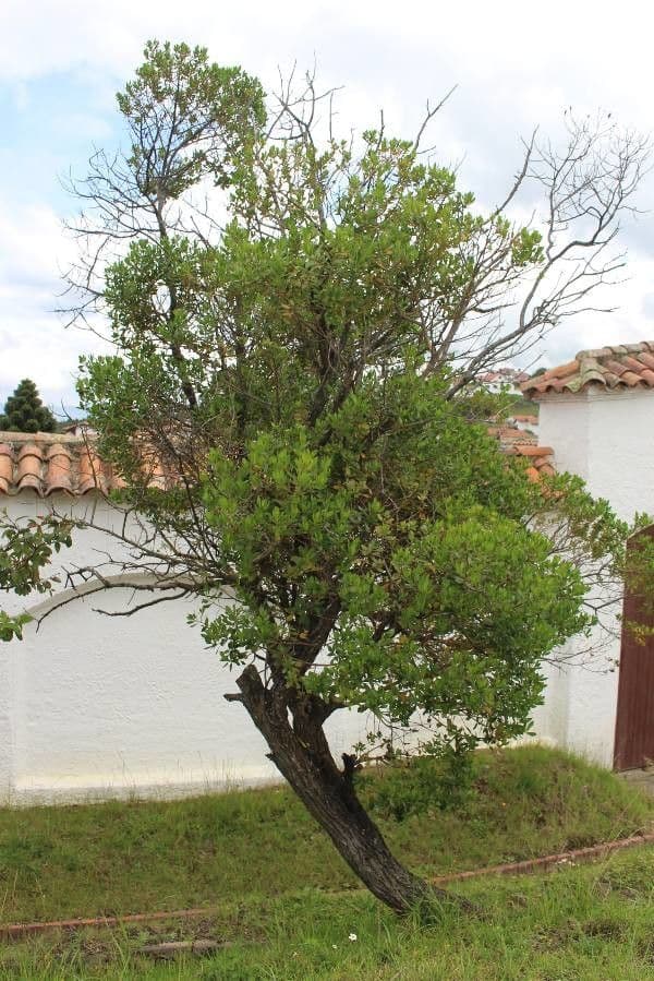 Baccharis 3
