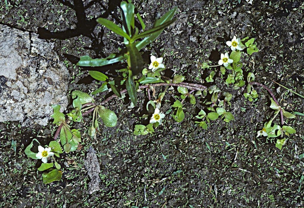 Bacopa 2