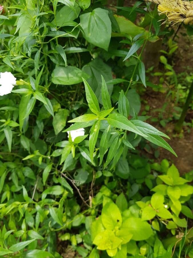 Andrographis paniculata 16