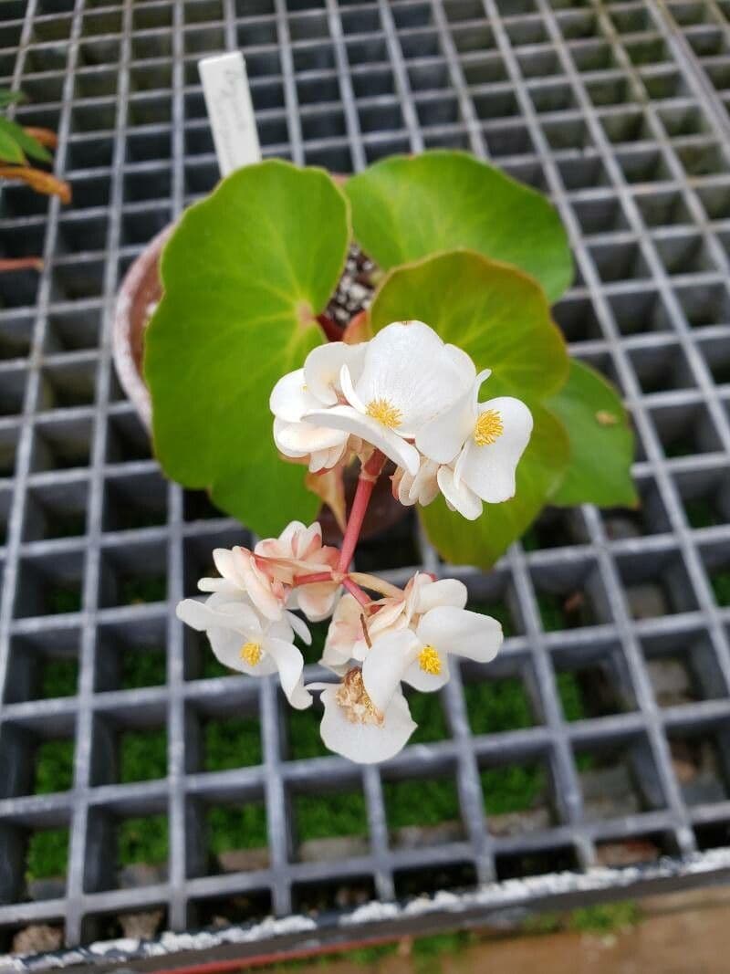 Begonia 3