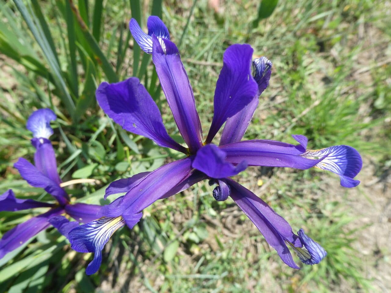 Iris spuria 2