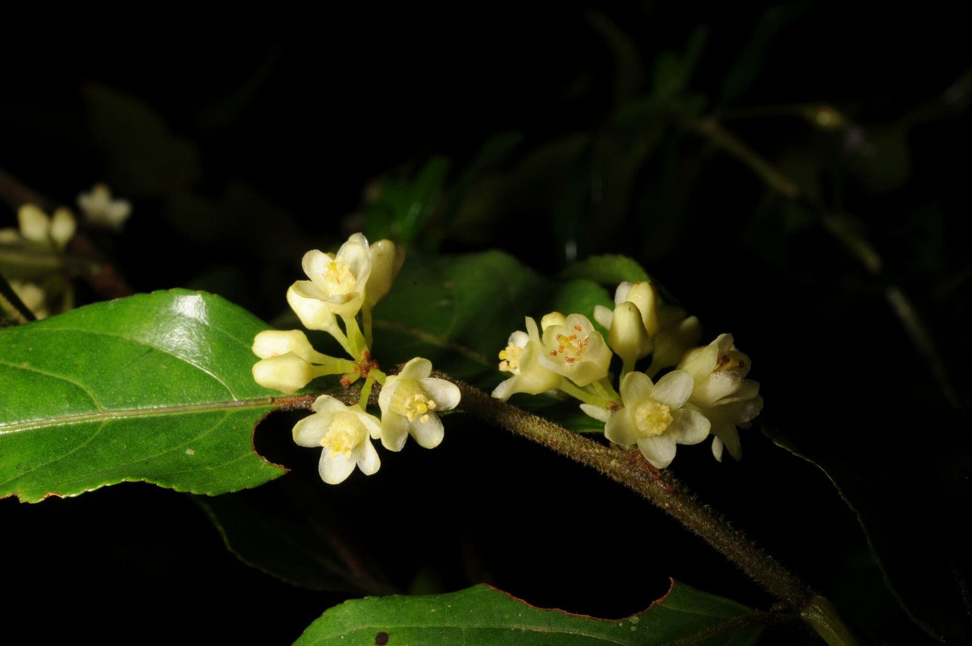 Casearia 7