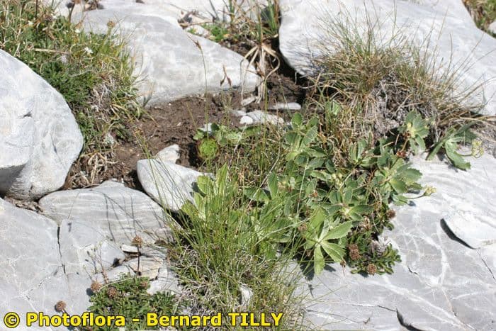Carex mucronata 12