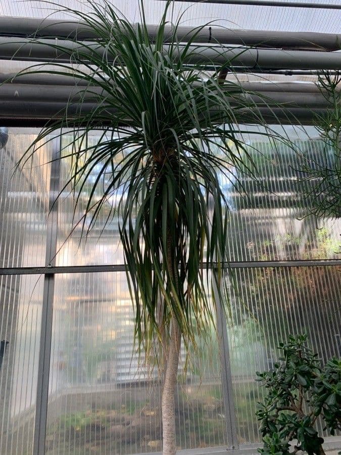 Ponytail palm 2