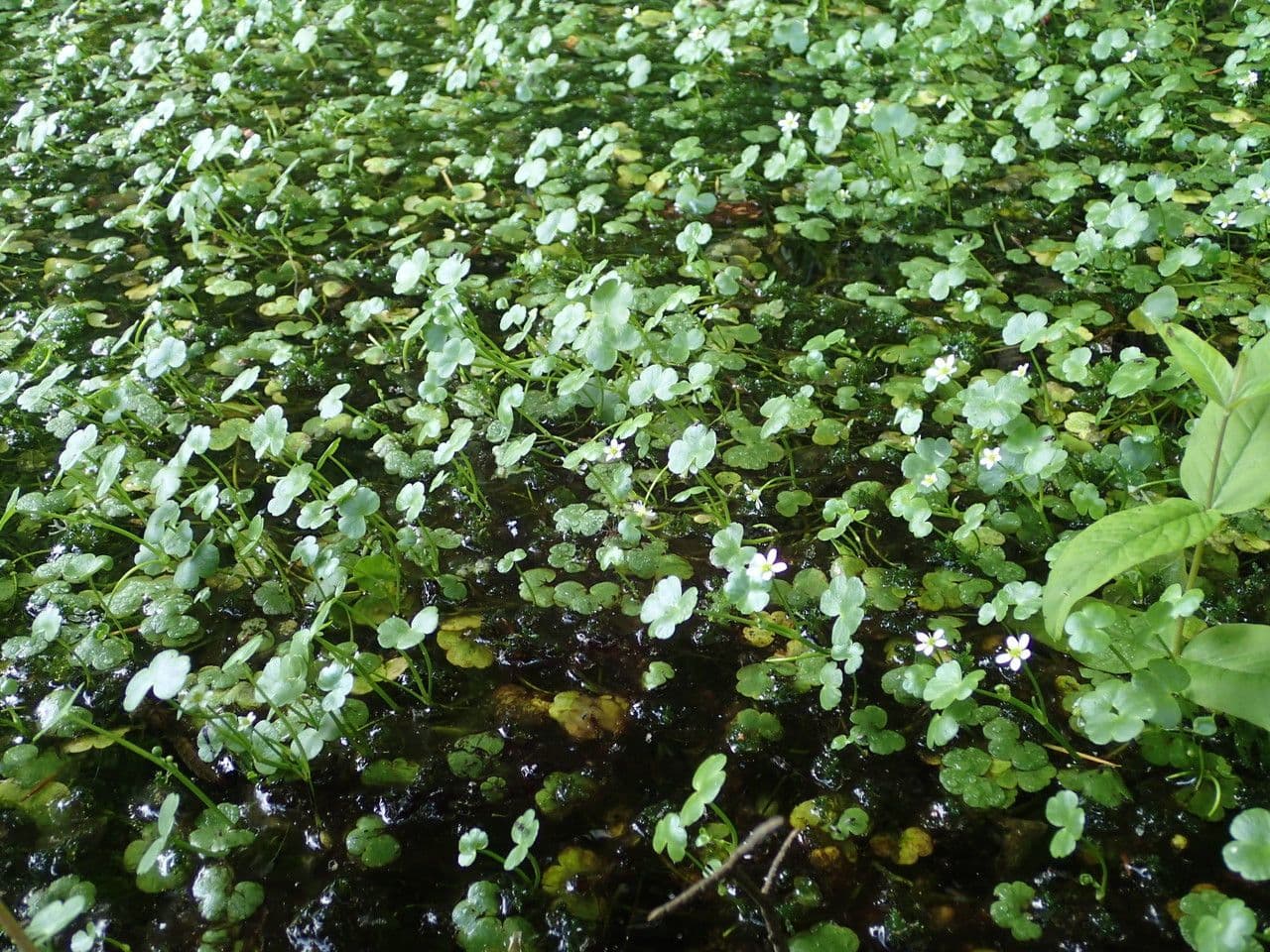 Ranunculus omiophyllus 12