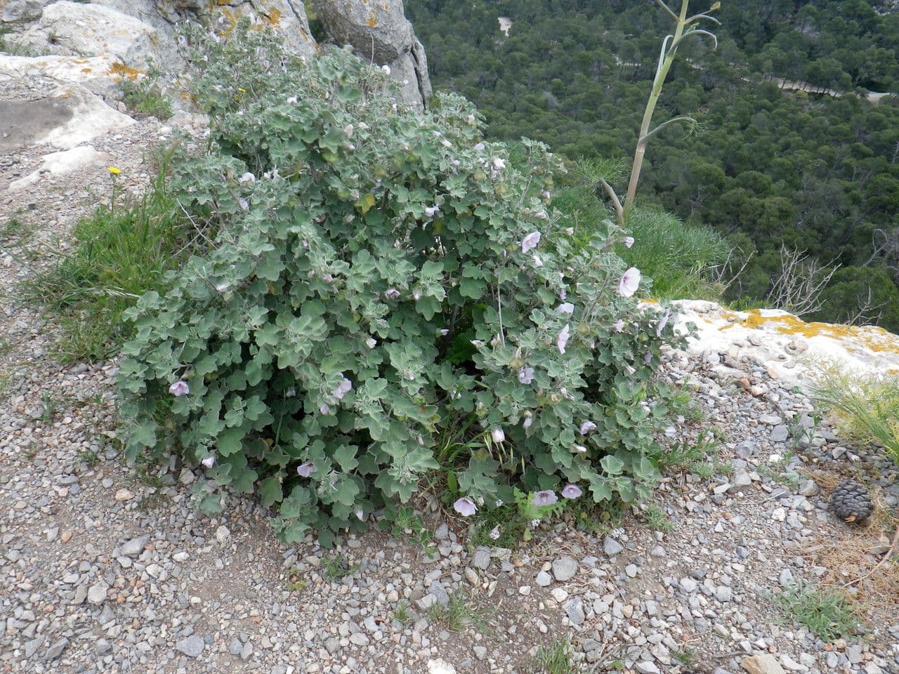 Malva subovata 13