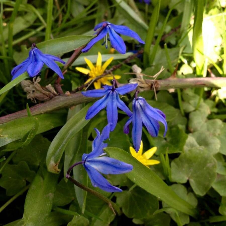 Scilla silvestre 9