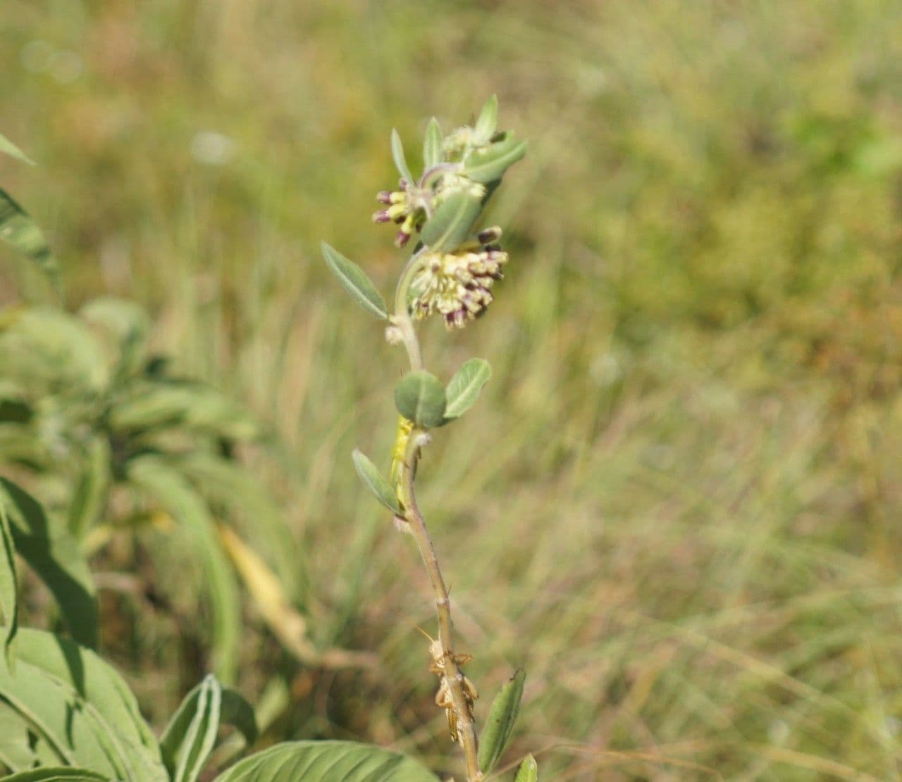 Asclépiade à fleurs vertes 15