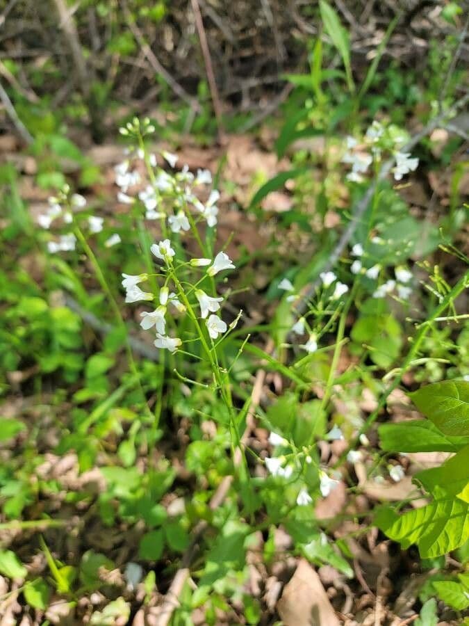 Bisetella bulbosa 2